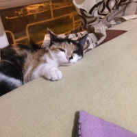 Tekir Kedi, Kedi  Luffy fotoğrafı