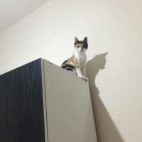 Tekir Kedi, Kedi  Luffy fotoğrafı
