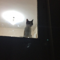Tekir Kedi, Kedi  Luffy fotoğrafı