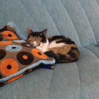 Tekir Kedi, Kedi  Luffy fotoğrafı
