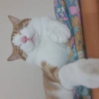 Tekir Kedi, Kedi  Fındık fotoğrafı