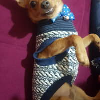 Chihuahua, Köpek  Arsız fotoğrafı