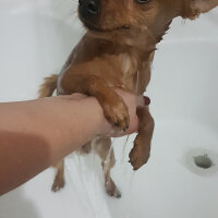 Chihuahua, Köpek  Arsız fotoğrafı