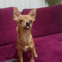 Chihuahua, Köpek  Arsız fotoğrafı