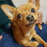 Chihuahua, Köpek  Arsız fotoğrafı