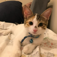 Tekir Kedi, Kedi  Ponçit fotoğrafı