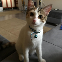 Tekir Kedi, Kedi  Ponçit fotoğrafı