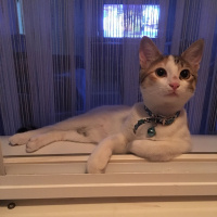 Tekir Kedi, Kedi  Ponçit fotoğrafı