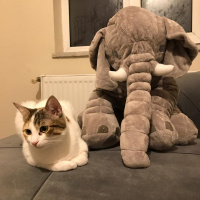 Tekir Kedi, Kedi  Ponçit fotoğrafı