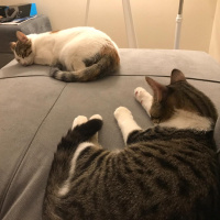 Tekir Kedi, Kedi  Ponçit fotoğrafı