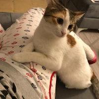 Tekir Kedi, Kedi  Ponçit fotoğrafı