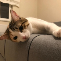 Tekir Kedi, Kedi  Ponçit fotoğrafı