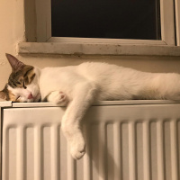 Tekir Kedi, Kedi  Ponçit fotoğrafı