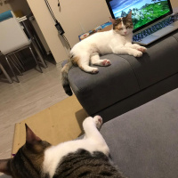Tekir Kedi, Kedi  Ponçit fotoğrafı