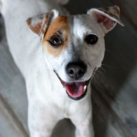 Jack Russell Terrier, Köpek  Korsan fotoğrafı