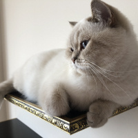 British Shorthair, Kedi  Lokum fotoğrafı