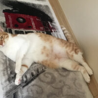 Sarman, Kedi  Lady fotoğrafı