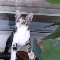 Tekir Kedi, Kedi  yavru 6 aylık fotoğrafı