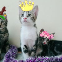 Tekir Kedi, Kedi  yavru 6 aylık fotoğrafı