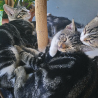 Tekir Kedi, Kedi  yavru  6 aylık fotoğrafı