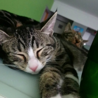 Tekir Kedi, Kedi  Taçi fotoğrafı