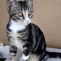 Tekir Kedi, Kedi  Taçi fotoğrafı