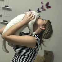 Scottish Fold, Kedi  MİA fotoğrafı