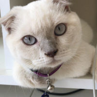 Scottish Fold, Kedi  MİA fotoğrafı