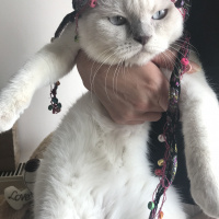 Scottish Fold, Kedi  MİA fotoğrafı