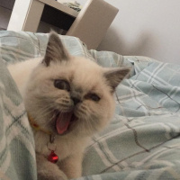 British Shorthair, Kedi  Lotus fotoğrafı