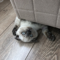 Scottish Fold, Kedi  Mila fotoğrafı