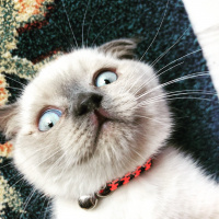 Scottish Fold, Kedi  Mila fotoğrafı