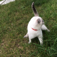 Scottish Fold, Kedi  Mila fotoğrafı