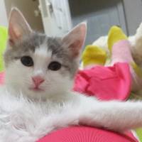 Tekir Kedi, Kedi  Bediş fotoğrafı