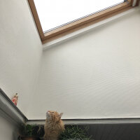 Norwegian Forest, Kedi  Mango fotoğrafı