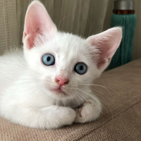 Van Kedisi, Kedi   fotoğrafı
