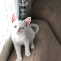 Van Kedisi, Kedi   fotoğrafı