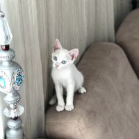 Van Kedisi, Kedi   fotoğrafı