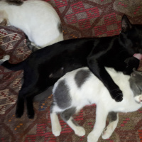 Bombay, Kedi  Şarlo fotoğrafı