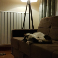 Tekir Kedi, Kedi  Mia fotoğrafı