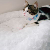 Tekir Kedi, Kedi  Gofret fotoğrafı