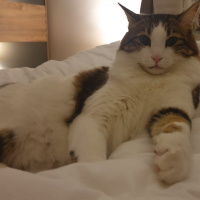 Tekir Kedi, Kedi  Gofret fotoğrafı