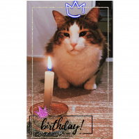 Tekir Kedi, Kedi  Gofret fotoğrafı