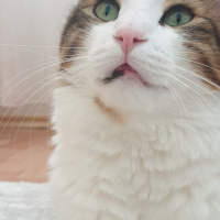 Tekir Kedi, Kedi  Gofret fotoğrafı