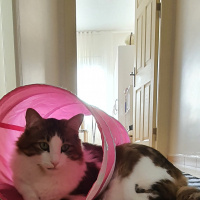 Tekir Kedi, Kedi  Gofret fotoğrafı