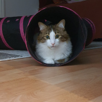 Tekir Kedi, Kedi  Gofret fotoğrafı