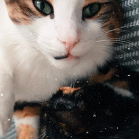 Tekir Kedi, Kedi  Gofret fotoğrafı
