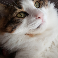 Tekir Kedi, Kedi  Gofret fotoğrafı