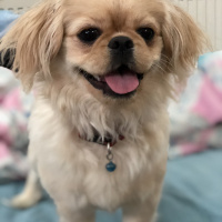 Pekingese, Köpek  Daisy fotoğrafı