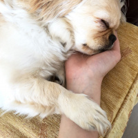 Pekingese, Köpek  Daisy fotoğrafı